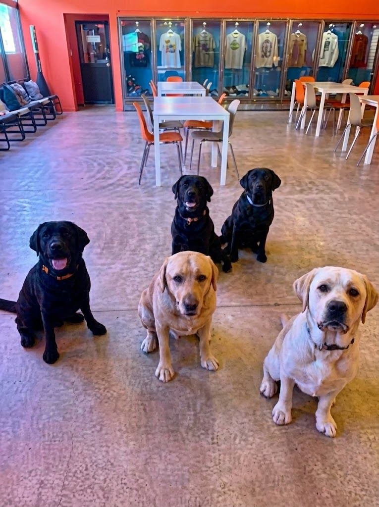 Dogs outdoor at river